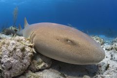 Nurse-shark_by-Tiago-Peixoto-medium