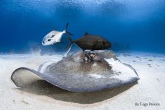 Stingray-and-2-fish_by-Tiago-Peixoto-medium
