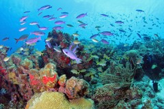 CuracaoDiveSitesPhoto