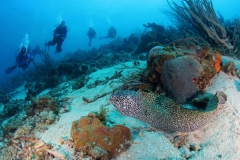 Divers-eel