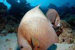 GRAY-ANGELFISH