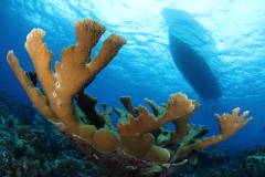 Ocean-Encounters-JAN-2021_Elk-Coral-Boat
