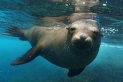 itinerary-sealion