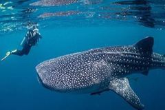 itinerary-whaleshark