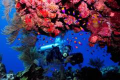 Diving