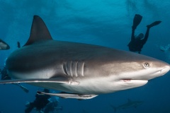 Shark-Dive-1