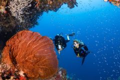 Five-Star-Dive-Services-Wakatobi-1024x682