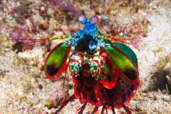 Peacock-Mantis_01-1024x682