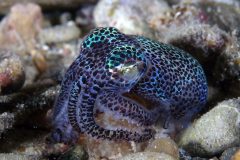 Shorttail-squid_01-1024x682