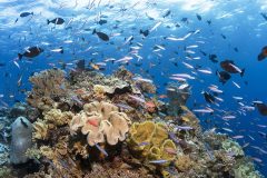 Wakatobi_reef-mind-blowing-1024x682