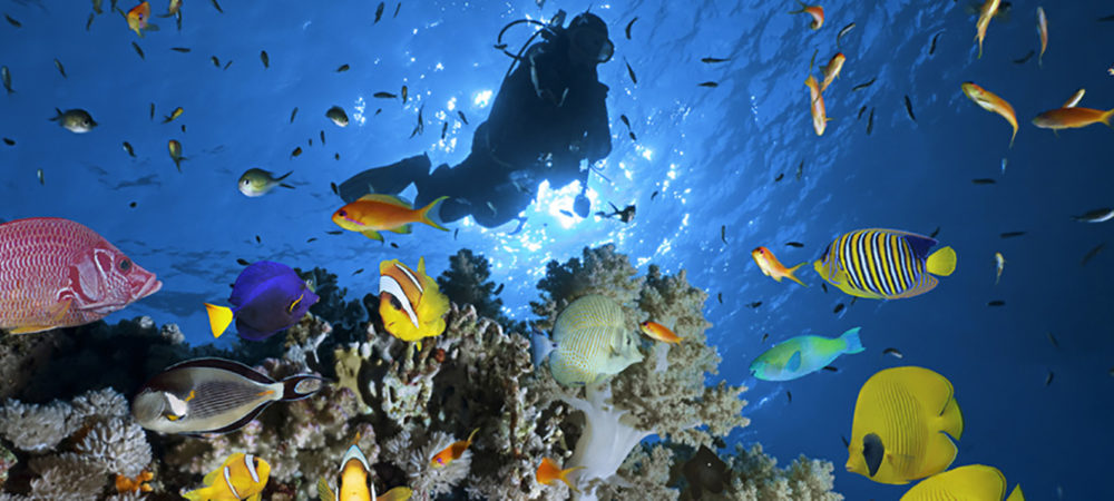 Sport Diving Archive