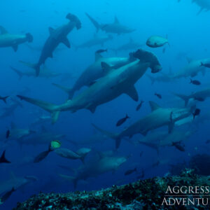 Galápagos Islands - 2024